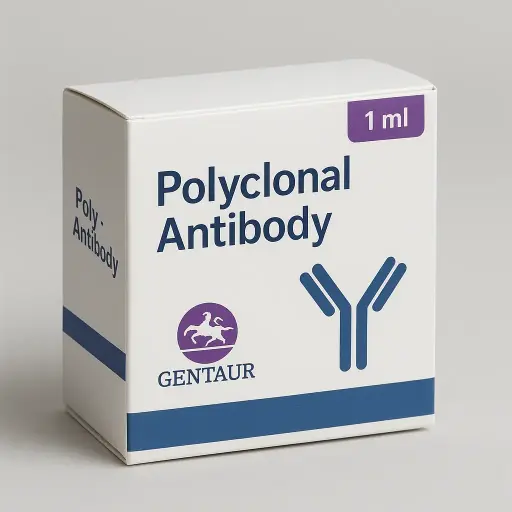 14-3-3 beta Antibody